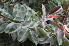 Ficus elastica